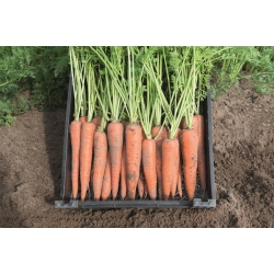 Marchew Joba  500 g